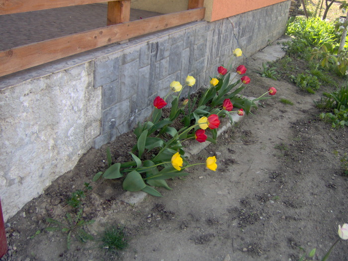 IM000672 - primavara 2010