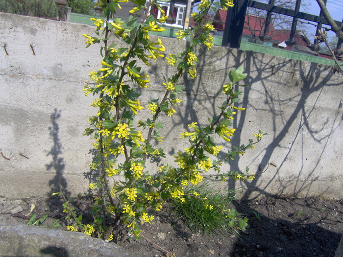 IM000632 - primavara 2010