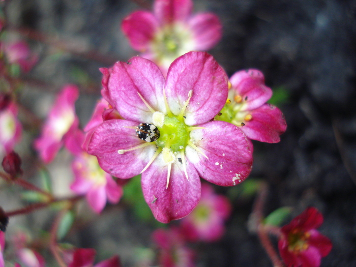 Saxifraga Peter Pan (2010, April 24)