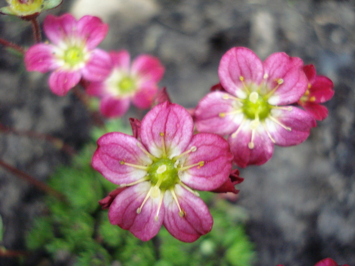 Saxifraga Peter Pan (2010, April 24)