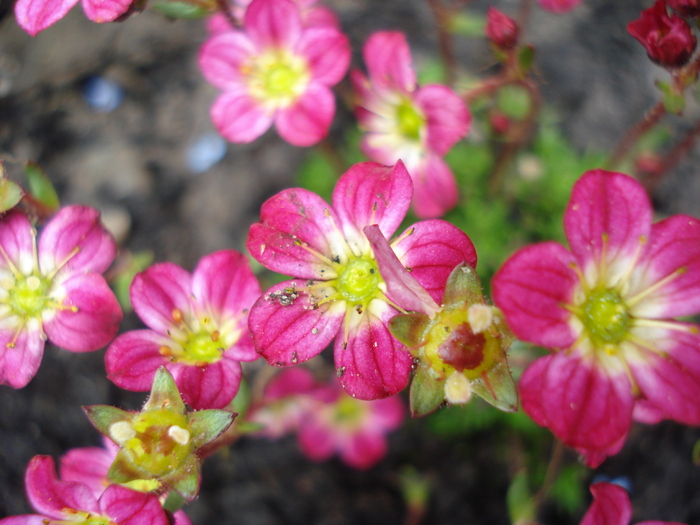 Saxifraga Peter Pan (2010, April 25)