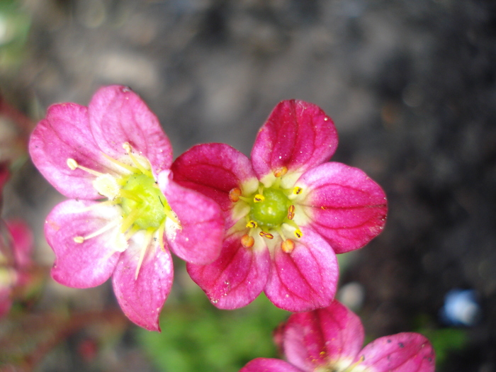 Saxifraga Peter Pan (2010, April 25) - SAXIFRAGA Peter Pan