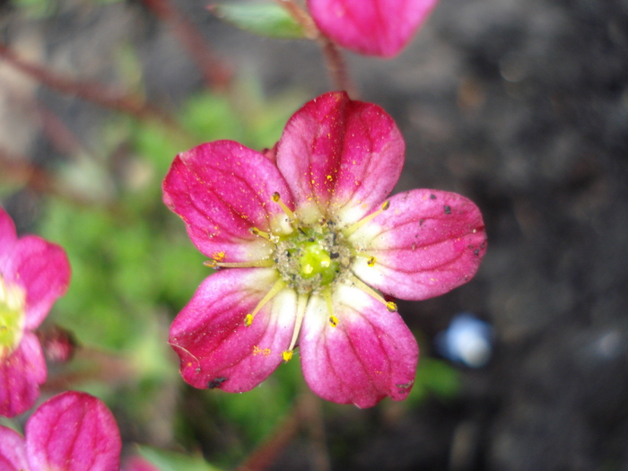 Saxifraga Peter Pan (2010, April 25) - SAXIFRAGA Peter Pan