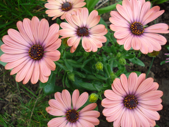 Daisy Orania Terracotta (2010, April 24)