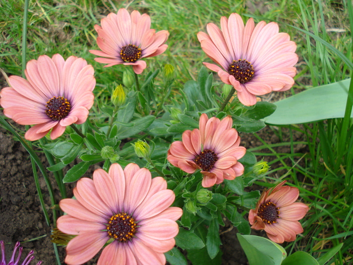 Daisy Orania Terracotta (2010, April 25) - Osteo Orania Terracotta