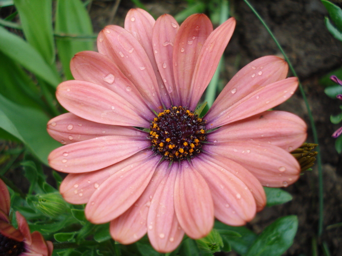 Daisy Orania Terracotta (2010, April 25)