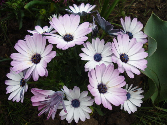 Daisy Ostica Lilac (2010, April 24)