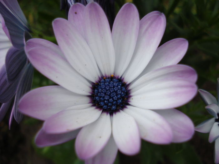 Daisy Ostica Lilac (2010, April 25) - Osteo Ostica Lilac