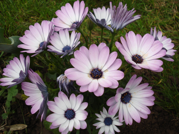 Daisy Ostica Lilac (2010, April 25) - Osteo Ostica Lilac