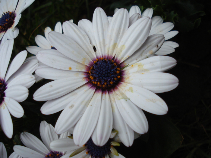 Daisy Soprano White (2010, April 24)