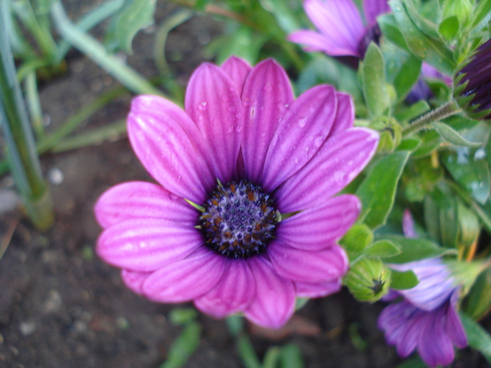 African Daisy Astra Violet (2010, Apr.21) - Osteo Astra Violet