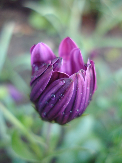 African Daisy Astra Violet (2010, Apr.21) - Osteo Astra Violet