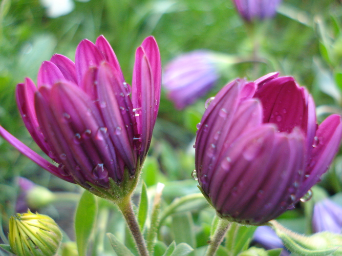 African Daisy Astra Violet (2010, Apr.21) - Osteo Astra Violet