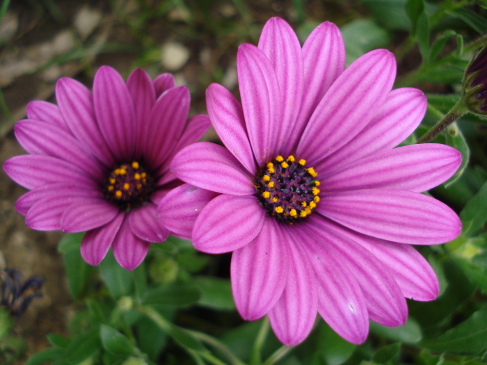 African Daisy Astra Violet (2010, Apr.23)