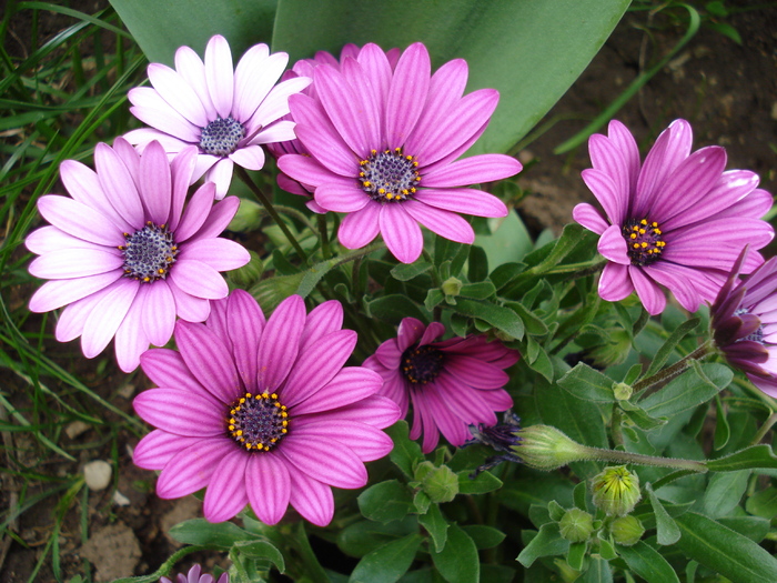 African Daisy Astra Violet (2010, Apr.23) - Osteo Astra Violet