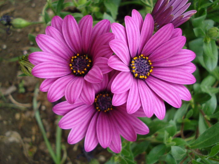 African Daisy Astra Violet (2010, Apr.23)