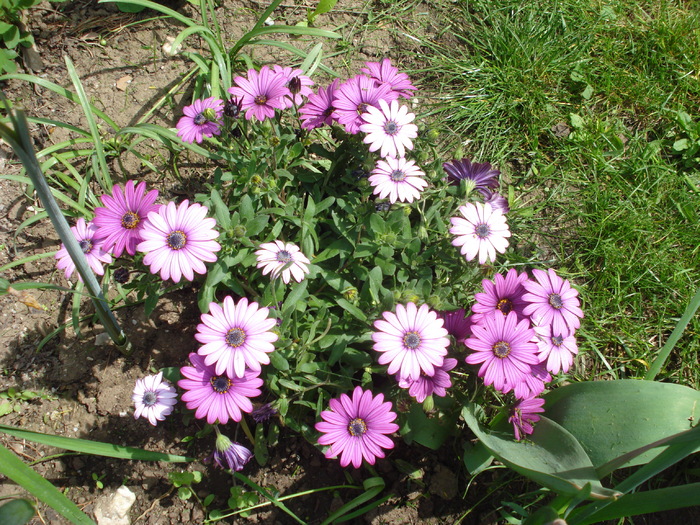 African Daisy Astra Violet (2010, Apr.24) - Osteo Astra Violet