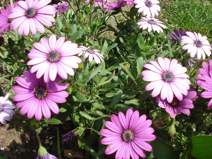 African Daisy Astra Violet (2010, Apr.24) - Osteo Astra Violet