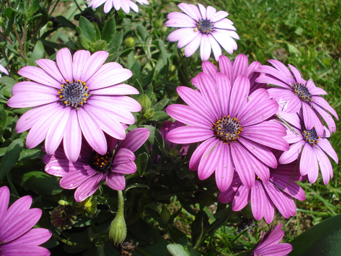 African Daisy Astra Violet (2010, Apr.24) - Osteo Astra Violet