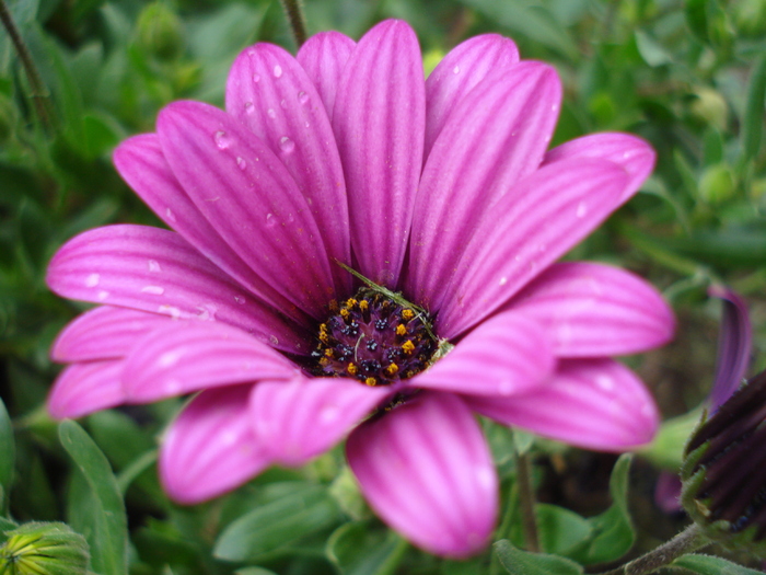 African Daisy Astra Violet (2010, Apr.25) - Osteo Astra Violet