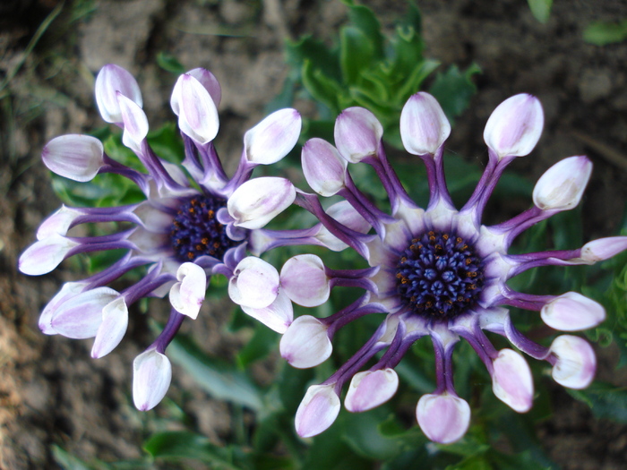 Daisy Nasinga White (2010, April 26)