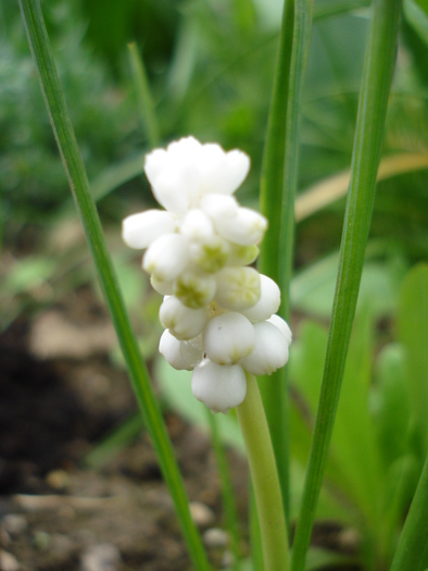 White Grape Hyacinth (2010, April 25) - Muscari Album