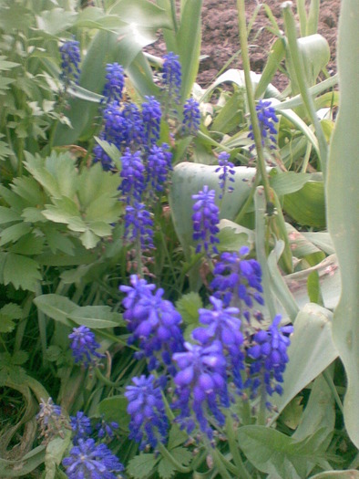 muscari