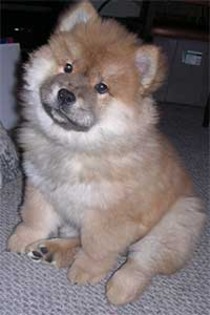 chow-chow[1]