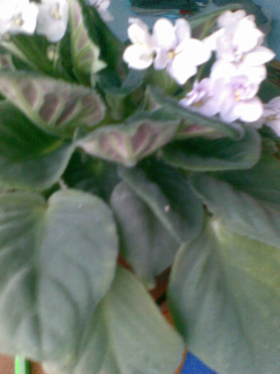 violete - flori 2010