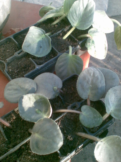 violete la cresa....