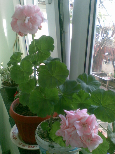 muscata - flori 2010