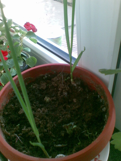 2 fire de usturoi+begonii mici
