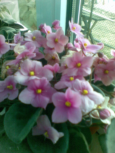 violete - flori 2010