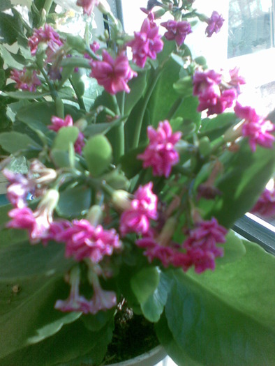 Imag036 - flori 2010