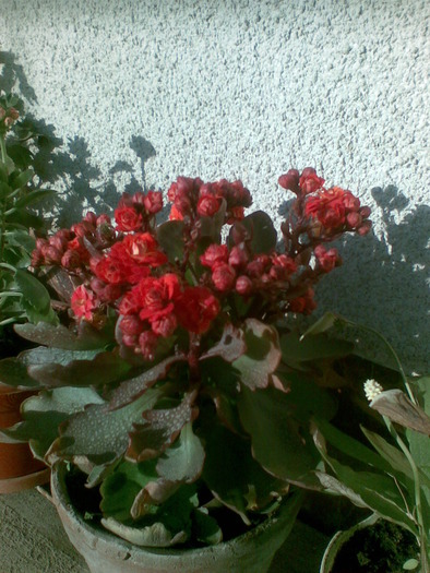 Imag021 - flori 2010