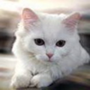 Avatare Pisica Alba - poze pisicute