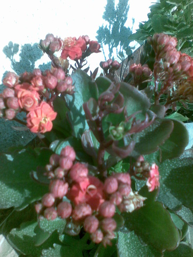 Imag022 - flori 2010