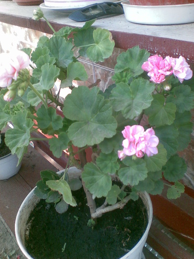 muscata - flori 2010