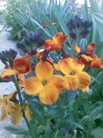 micsunica de gradina