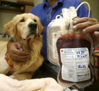 - Prima banca de sange pentru caini deschisa in India
