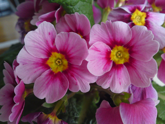 Primula
