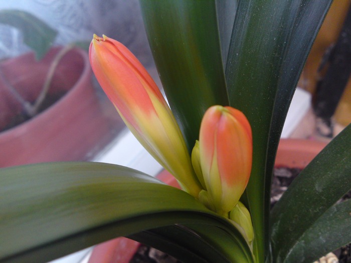 Clivia 2010