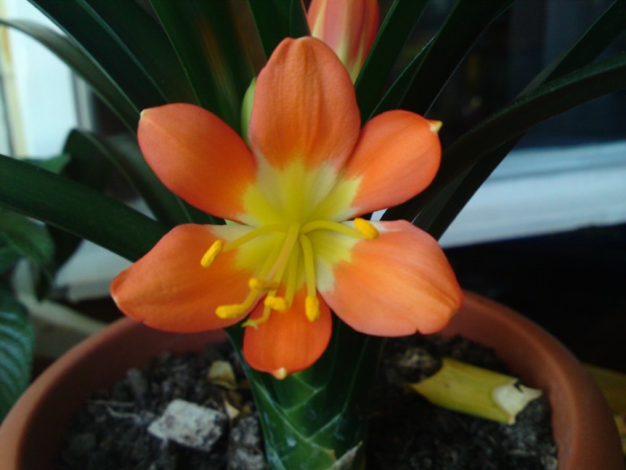 Clivia