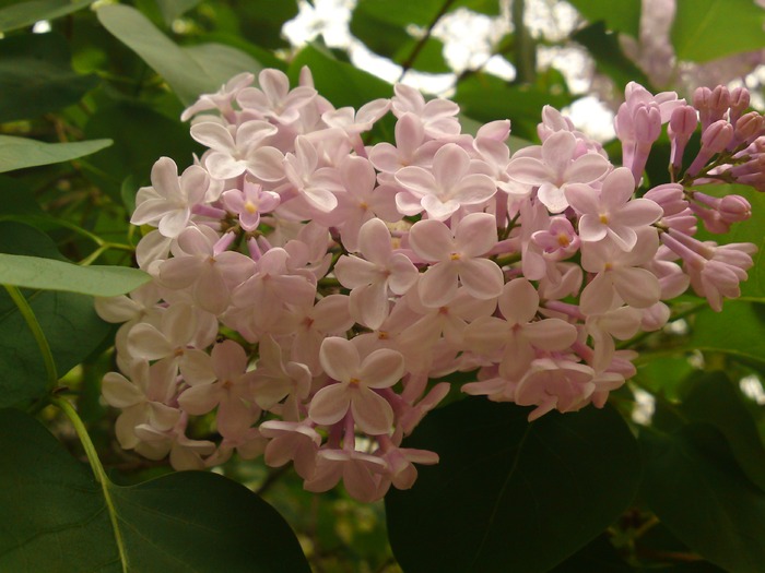 Liliac - Plante