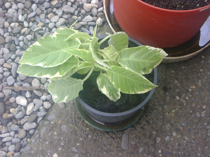 brugmansia variegata; de la Sicora Fabian
