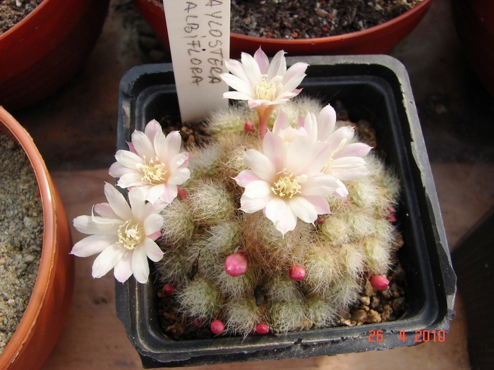 DSC07796 - Cactusi Aprilie