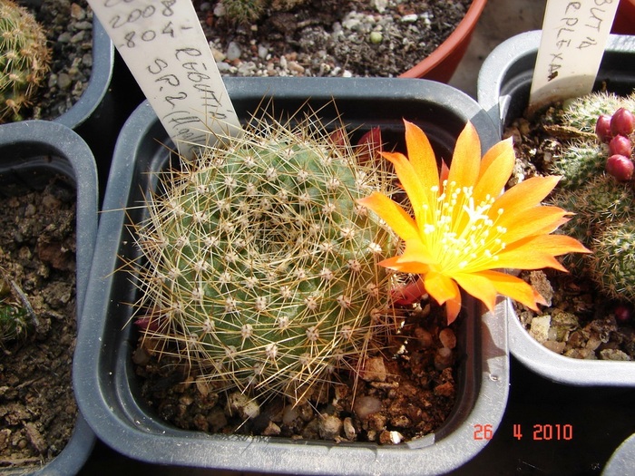 DSC07797 - Cactusi Aprilie