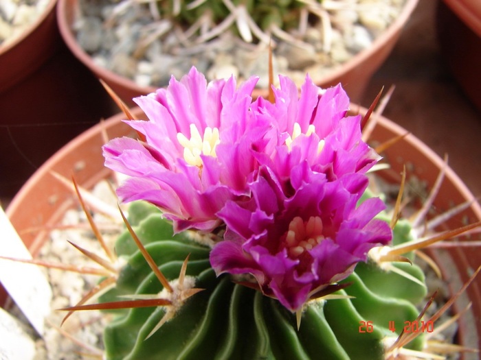 DSC07798 - Cactusi Aprilie