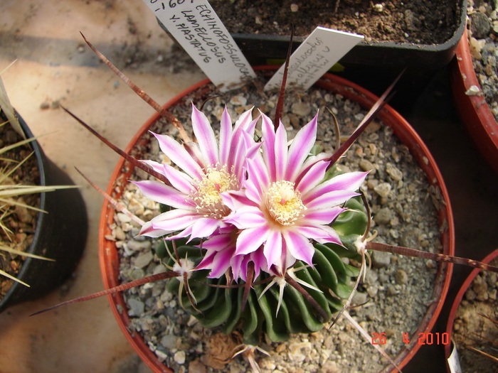 DSC07799 - Cactusi Aprilie