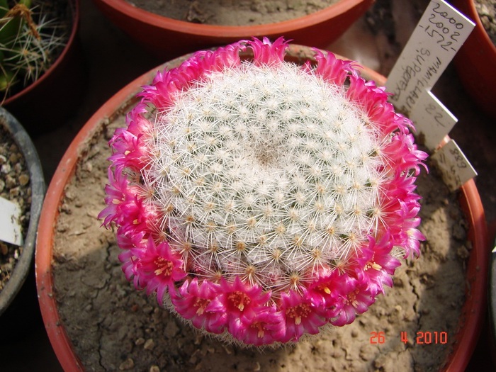 DSC07801 - Cactusi Aprilie